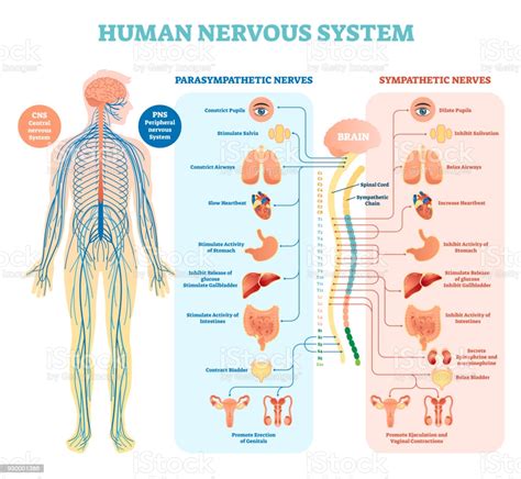 Human Nervous System Medical Vector Illustration Diagram With
