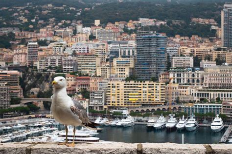 10 Wild Animals In Monaco Wildlife In Monaco Kevmrc