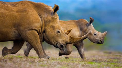 Wildlife Hd Wallpapers Photography White Rhinoceros Rhinoceros Rhino