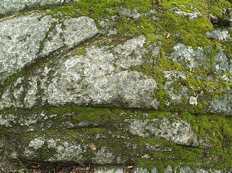 Texture Jpeg Moss Mossy Rock