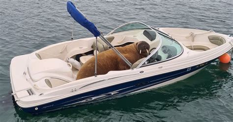 Exclusive Wally Photographed On Yet Another Speed Boat This Morning