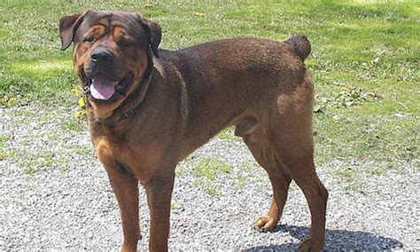 25 Rottweiler Mixed Breeds Overview With Facts And Advice