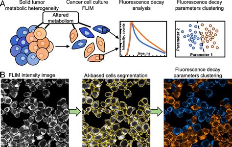 Label Free Sensing Of Cells With Fluorescence Lifetime Imaging The