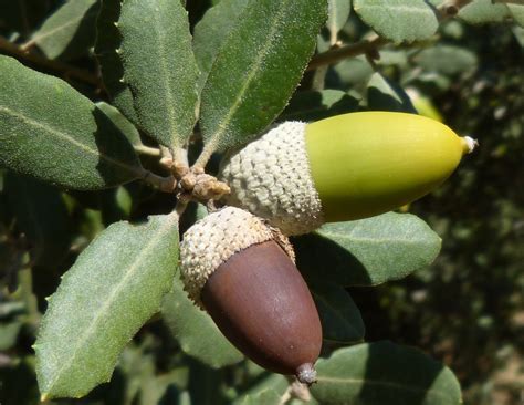 Quercus Ilex o ENCINA Manchega todo sobre este árbol