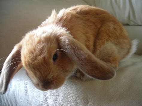 Breeding and showing quality holland lop rabbits since 2000. File:Holland lop bunny.JPG