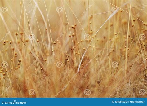 Dried Field Flower And Grass For Nature Background Stock Image Image
