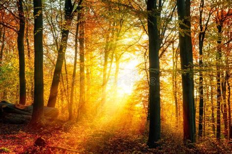 Enchanting Autumn Light In The Forest Stock Photo Image Of Colourful