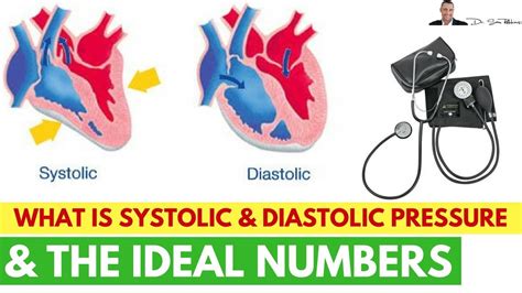 🌡 What Is Systolic And Diastolic Pressure And The Ideal Numbers By Dr Sam