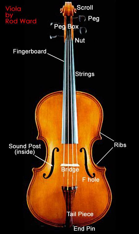 Viola Images Viola Diagram Wallpaper And Background Photos 887229