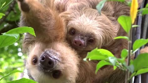The Cutest Sloth Mama With Her Baby Youtube