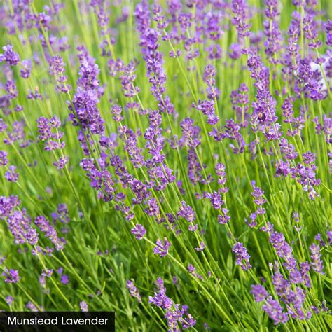 Spring Hill Nurseries Munstead Lavender Lavendula Liave