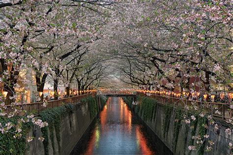 The Life Neurotic With Steves Issues Cherry Blossoms Over Tokyos