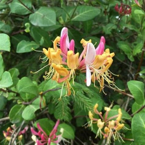 It looks lovely scrambling over a wall or fence. Lonicera periclymenum Honeysuckle Serotina | Honeysuckle ...
