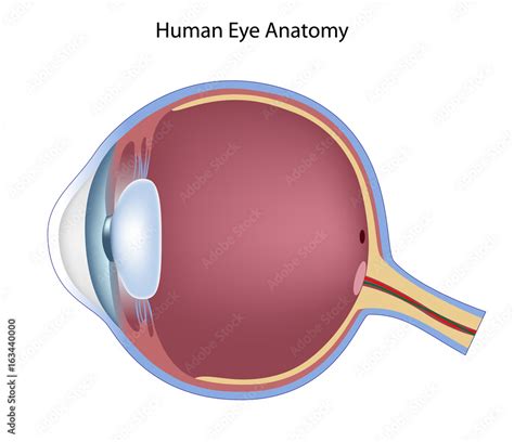 Anatomy Of The Eye Non Labeled Stock Illustration Adobe Stock