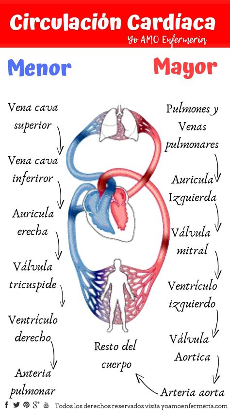 Anatomia Aplicada Bloque 2 Sistema Cardiovascular 1 La Sangre Y El