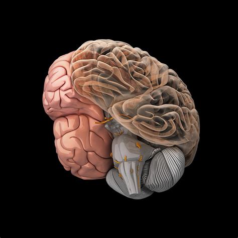 Human Brain Artwork Photograph By Visual Science Fine Art America