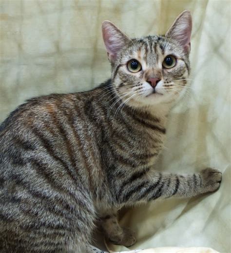 These striped cats come with distinctive stripes, dots, lines or swirling patterns. Tabby Cat Facts and Photos | Metaphorical Platypus
