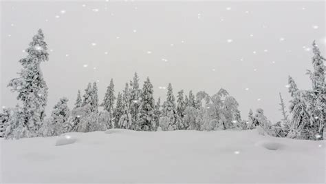 Snow Falling On A Winter Landscape And A Snow Covered Pine