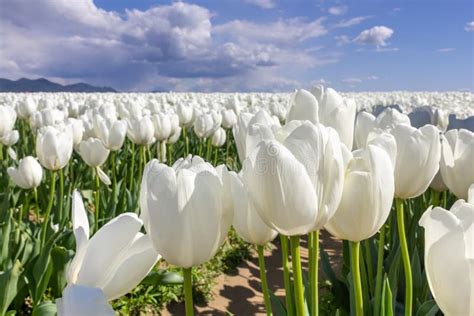 White Tulip Fields Stock Image Image Of Farm Exotic 166690629
