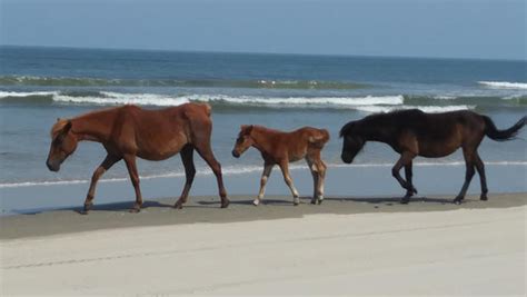 Nature Up Close Wild Horses Of The Outer Banks Cbs News