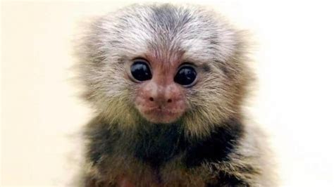 Petition · Make Marmoset Monkeys Legal in New Jersey - United States