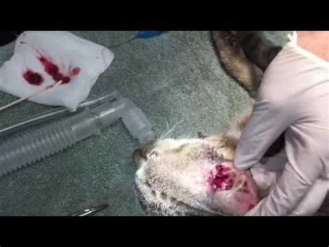 I had rolled a q tip and thats how i knew it was or is infected help!!! Ear polyp in a cat. Removal and treatment. - YouTube