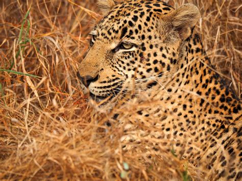 Happily Addicted To Leopard Kapama Blog