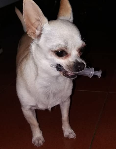 Chihuahua Anal Sacs Disorders Guide And Advices Chihuahua Style