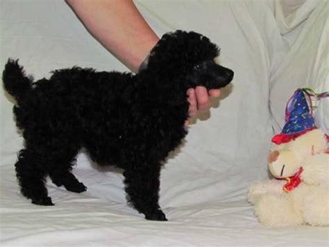 Royal 95 lb black harrison in pennsylvania. Toy Poodle puppies, AKC, male, black for Sale in ...