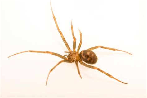 How to deter false widows. How to spot the 14 biting spiders that live in the UK ...