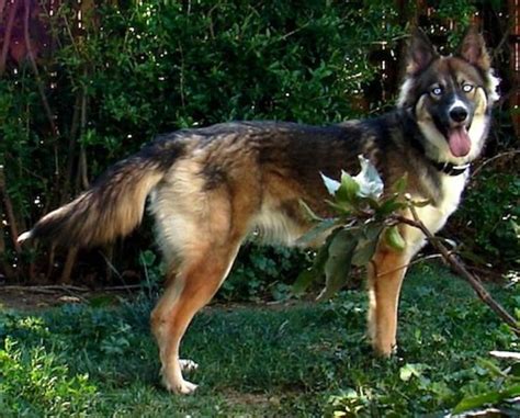 15 Most Popular German Shepherd Mix Dogs Hubpages