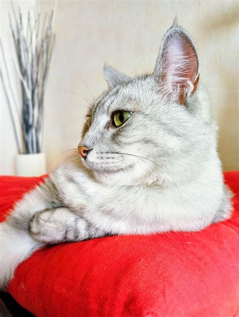 고양이 애완 동물 국내 Pixabay의 무료 사진 Pixabay