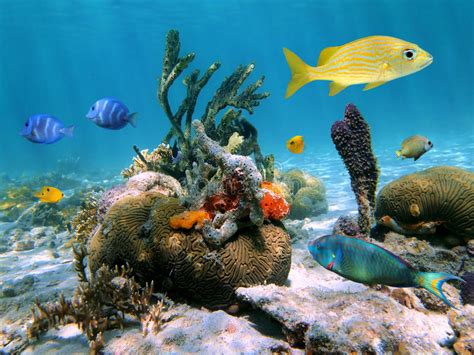 Underwater Sea Life Stock Images Image 30137924