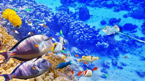 Blue Sea Underwater World Coral Tropical Fishes Wallpaper Animals