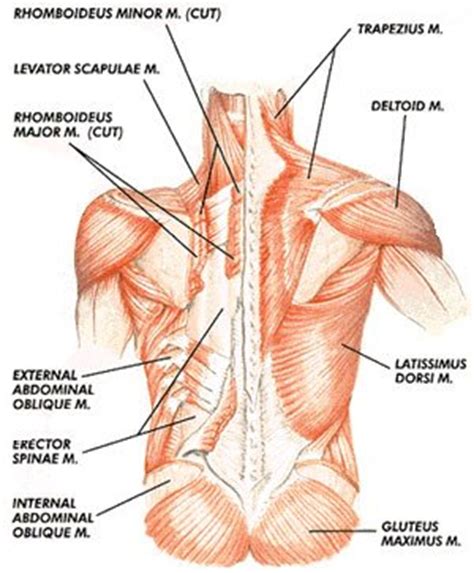 Related posts of muscle names of lower back muscle anatomy ribs. Shoulder blade pain - Causes and treatment for scapula pain