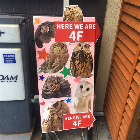 Animal cafes, in general, pander to everyone's desire to play with unlike the previous two, this entry also functions as a real cafe, with a great coffee and food menu. Everything You Need To Know About The Owl Cafe In Tokyo ...