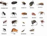 Images of Types Of Home Pests