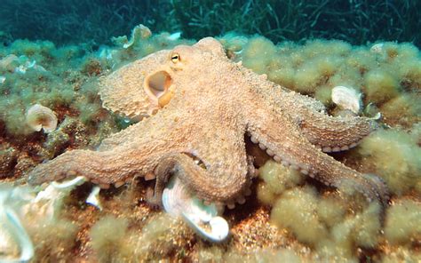 Hd Wallpaper Octopus Vulgaris Sea Creature Desktop Hd Wallpapers 2560×
