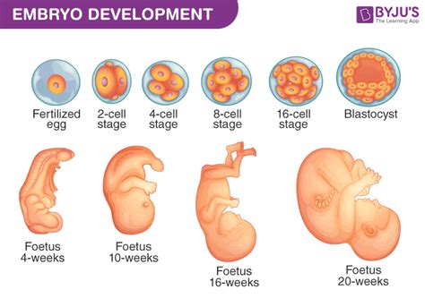 What Are The Different Stages Of A Human Embryo During Its Development