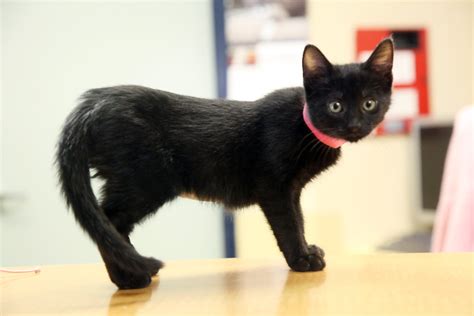 Maybe you would like to learn more about one of these? The myth of the black cat: Coal-colored kitties aren't bad ...