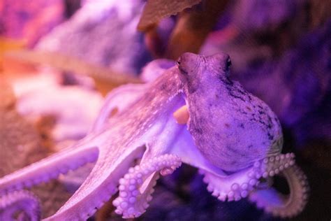 Purple Octopus Photo Free Animal Image On Unsplash