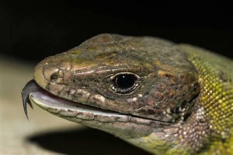 Do Legless Lizards Bite Naturenibble