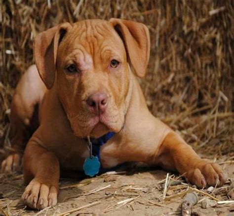 7 Important Facts About Red Nose Pit Bull Dog Breed