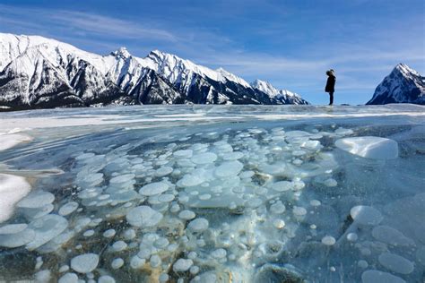 Frozen Bubbles At Abraham Lake