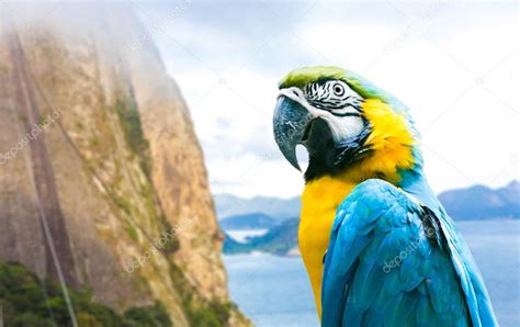 Blue And Yellow Macaw In Rio De Janeiro Brazil — Stock Photo