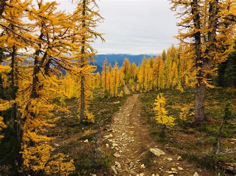 The Larches Have Turned Golden For The Two Weeks Of The Year Before