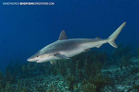 Blacknose Shark Pictures