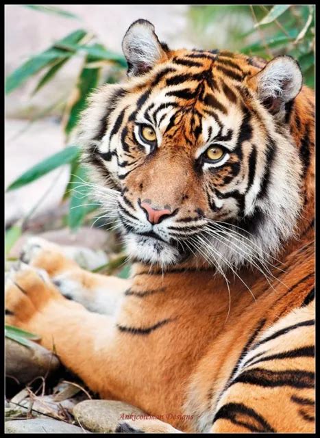 Sumatran Tiger Chart Counted Cross Stitch Patterns Needlework Diy Dmc