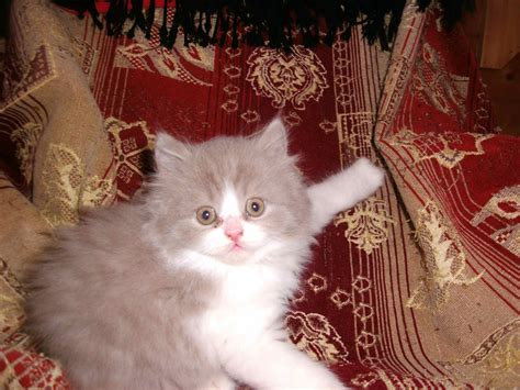 There are 108 british longhair cat for sale on etsy, and they cost ₪98.15 on average. for sale kittens british longhair Cat - achrafieh