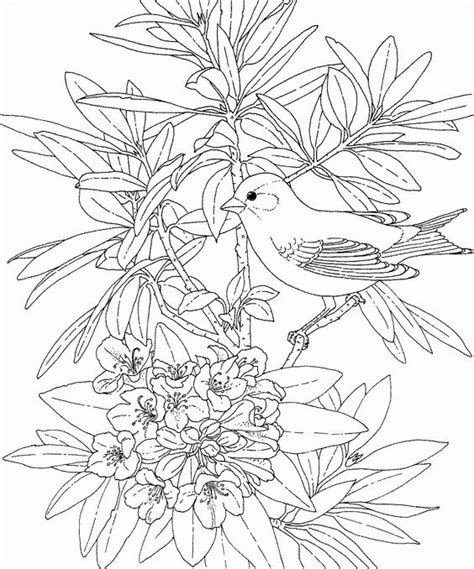 flower coloring pages coloring pages  adults  coloring pages  pinterest